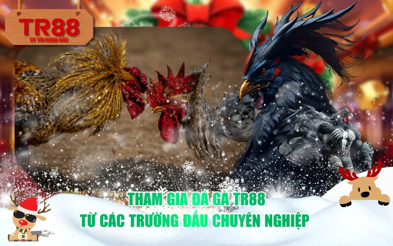Tham Gia Đá Gà TR88 Từ Các Trường Đấu Chuyên Nghiệp